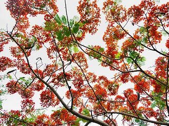 《羊蹄山之鬼》首批截图 官方解释为何不做《对马岛之鬼2》