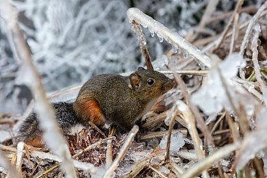 《地平线：零之曙光 重制版》PC版仍然捆绑PSN账户